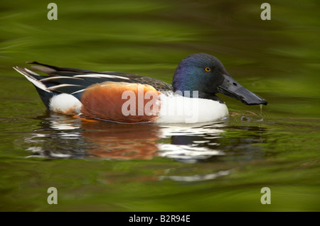 Northern Mestolone Anas clypeata maschio di Fort Worth Texas USA Foto Stock