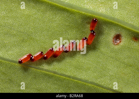 Giglio rosso Beetle Lilioceris lilii uova su foglie Potton Bedfordshire Foto Stock