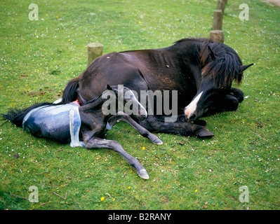 Nascita del puledro nuova foresta dorset 1995 Foto Stock