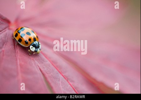 Harlequin ladybird seduta sulla foglia di Acer. Regno Unito Foto Stock