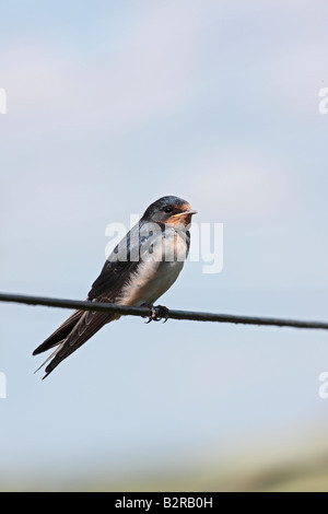 Swallow Hirundo rustica appollaiato sul cavo soprelevato Potton Bedfordshire Foto Stock