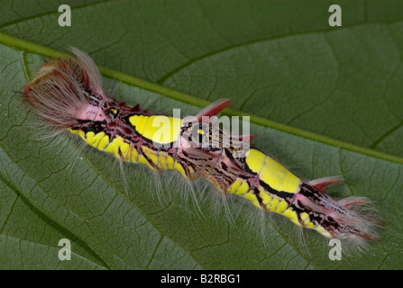 Morpho peleides Butterfly Caterpillar & Sud America centrale Foto Stock