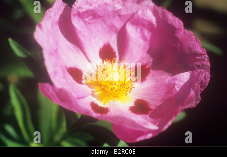 Close up di petali di rosa maroon chiazze o ciuffo di stami gialli di flowerhead di roccia o sole rosa o Cistus purpureus Foto Stock