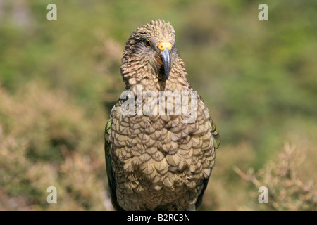 Kea nelle Alpi del Sud, Nuova Zelanda Foto Stock