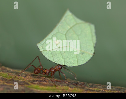 Foglie di formiche trinciatrice atta cephalotes Costa Rica Foto Stock