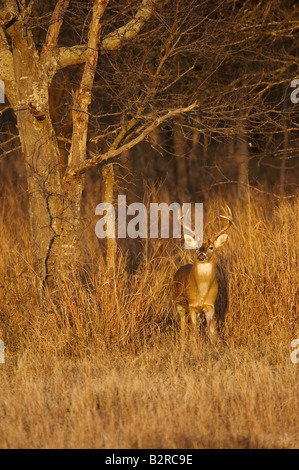 White-Tailed Deer Odocoileus virginiannus Burneyville Oklahoma USA Foto Stock