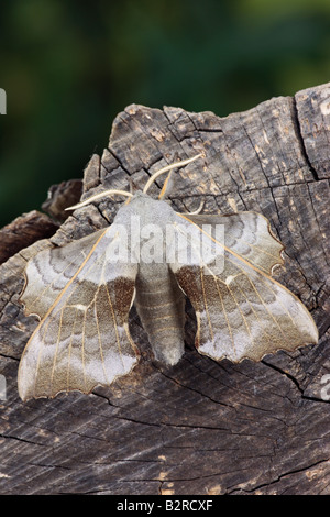 Il PIOPPO Hawk-moth Laothoe populi a riposo Potton Bedfordshire Foto Stock