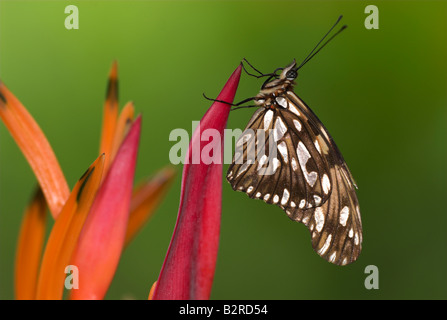 Gulf Fritillary Butterfly Agraulis vanillae Costa Rica Foto Stock