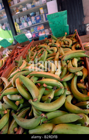 Le banane da cuocere sulla vendita a frutta e verdura in negozio il New York quartiere di Washington Heights Foto Stock