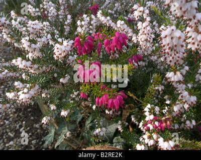 Fioritura estiva heather combinazione di Vivelli e Springwood White Foto Stock