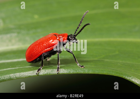 Giglio rosso Beetle Lilioceris lilii sulla foglia di giglio Potton Bedfordshire Foto Stock
