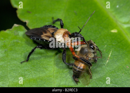 Assassin Bug FamilyReduviidae Costa Rica Foto Stock