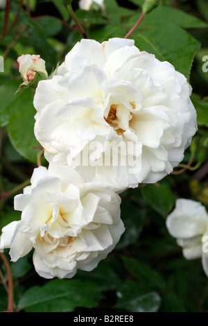 ROSA la prosperità AGM HYBRID MUSK ROSE Foto Stock