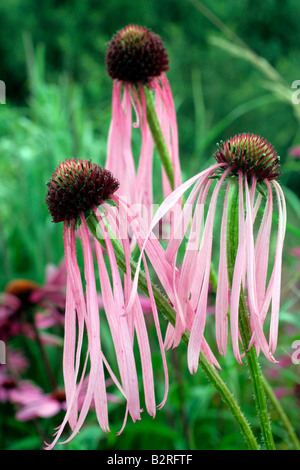 ECHINACEA pallida Foto Stock