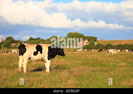 Torello su terreni accidentati salt marsh pascolo. Bowness on Solway Cumbria, Inghilterra, Regno Unito. Le estati sera. Foto Stock