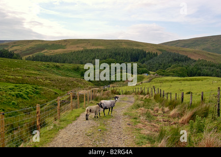 Gli ovini e i terreni agricoli in trogolo di Bowland, foresta di Bowland Area di straordinaria bellezza naturale, Lancashire, Inghilterra, Regno Unito. Foto Stock