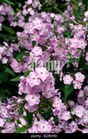 PHLOX PANICULATA PROSPERO Foto Stock