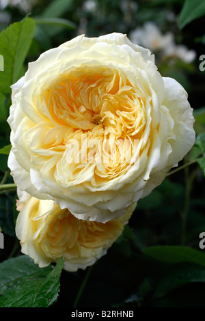 ROSA IL PELLEGRINO SYN AUSWALKER nuova rosa inglese da David Austin Foto Stock