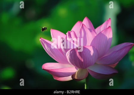 Un'ape vola in per un rapido spuntino mattutino su un Fiore di Loto in Pieno Sboccio. Foto Stock