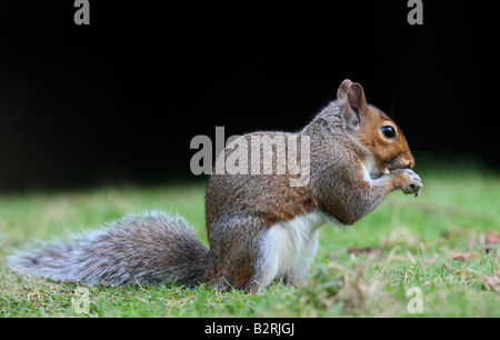 Scoiattolo grigio Sciurus carolinensis su erba Potton alimentazione Bedfordshire Foto Stock