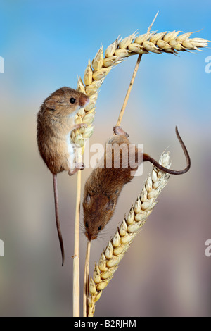 Topi raccolto Micromys minutus sul grano Potton Bedfordshire Foto Stock