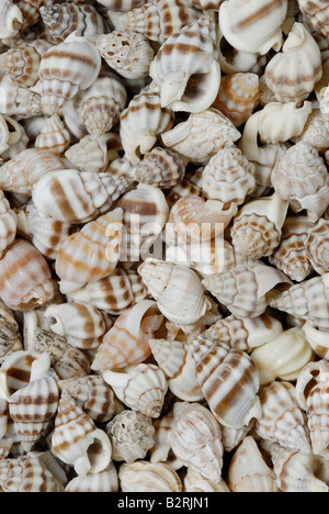 Una raccolta di piccoli gusci di gasteropodi gasteropodi sono singole molluschi sgusciati Foto Stock
