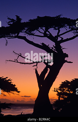 La Strega tree stagliano al tramonto oltre oceano Pacifico lungo 17 miglia di auto Monterey California USA Foto Stock