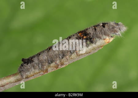 Falda Moth Larva - Gastropacha quercifolia Foto Stock