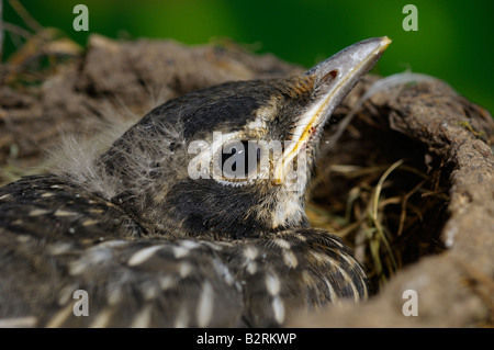 Neonata Robin uccello giovane ancora nel nido poco prima del primo volo Toronto Foto Stock