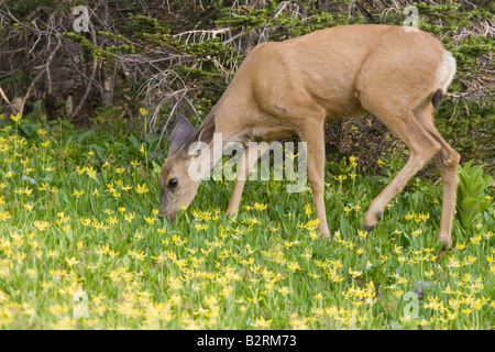 Culbianco Deer Odocoileus virginianus mangiare tra i gigli del ghiacciaio su Logan pass Foto Stock