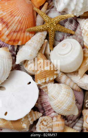 Una varietà di invertebrati marini. Conchiglie sulla spiaggia dell'Isola Sanibel costa del Golfo della Florida. Biodiversità Foto Stock