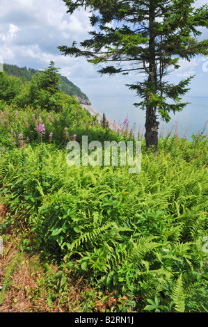 Fundy trail parkway sulla Baia di Fundy costa in New Brunswick Canada Foto Stock