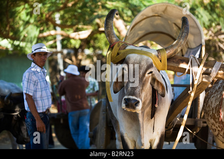 Ox carrelli guida lungo la strada in Guanacaste. Il bue sono tradizionali trasporti in Costa Rica e Guanacaste. Foto Stock