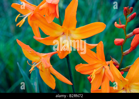 CROCOSMIA X CROCOSMIIFLORA STELLA DELL'EST AGM Foto Stock