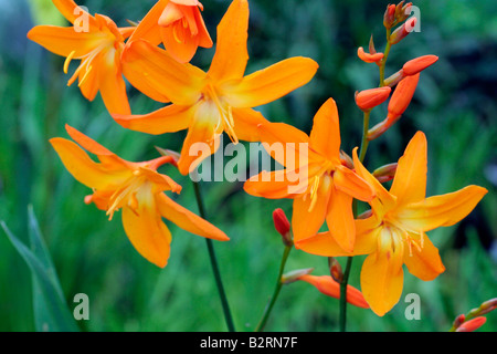 CROCOSMIA X CROCOSMIIFLORA STELLA DELL'EST AGM Foto Stock