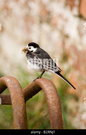 Femmina pied wagtail, Motacilla alba, che trasportano materiale di nesting Foto Stock