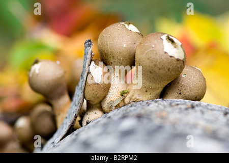 Gruppo di toadstools sul tronco di betulla Lycoperdon pyriforme Foto Stock