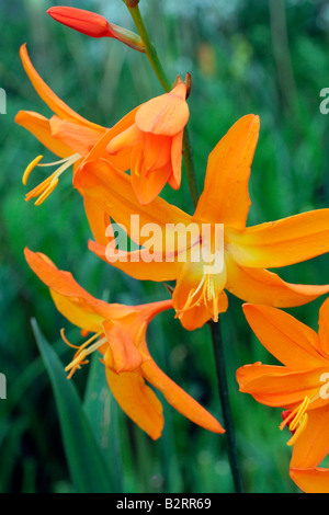 CROCOSMIA X CROCOSMIIFLORA STELLA DELL'EST AGM Foto Stock