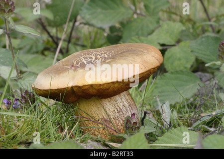 Conto sensazionale Bolete, boletus luridus Foto Stock