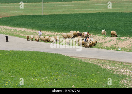 Pastore e gregge Apamea in Siria Foto Stock