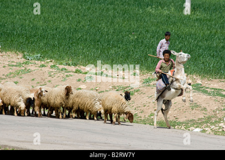 Pastore e gregge Apamea in Siria Foto Stock