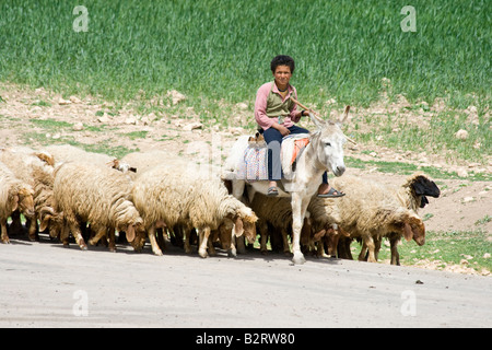 Pastore e gregge Apamea in Siria Foto Stock