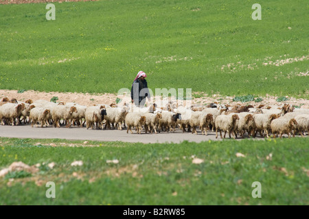 Pastore e gregge Apamea in Siria Foto Stock