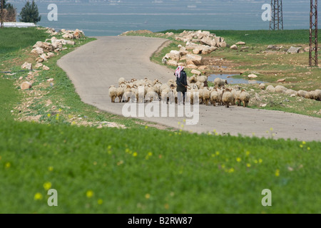 Pastore e gregge Apamea in Siria Foto Stock