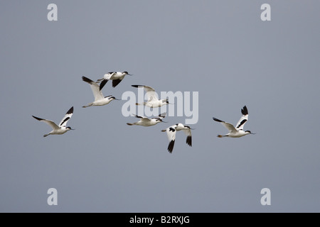 Avocet Recurvirostra avocetta in volo alla riserva naturale di Cley Norfolk Foto Stock