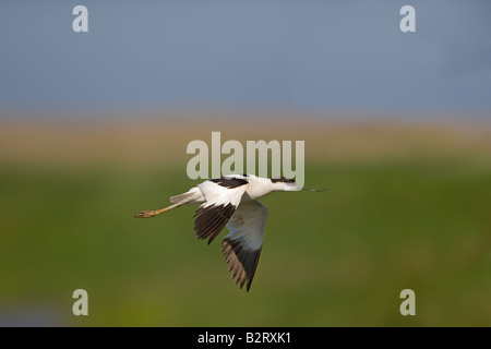 Avocetta Recurvirostra avocetta battenti Foto Stock