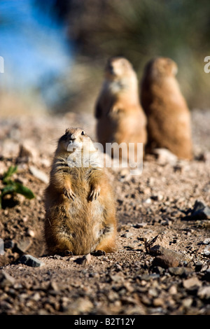 Nero-tailed i cani della prateria seduta Arizona Sonora Desert Museum vicino a Tucson in Arizona, Stati Uniti d'America Foto Stock