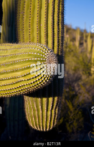Close up di cactus Saguaro nel Parco Nazionale di Arizona, Stati Uniti d'America Foto Stock