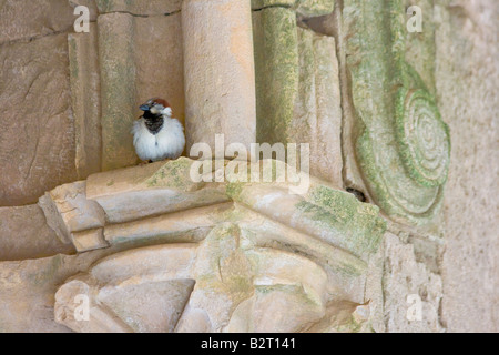 Bird e dettaglio in un corridoio con soffitto a volta all'interno di Crak Des Chevaliers o Al Hosn Castello dei Crociati in Siria Foto Stock