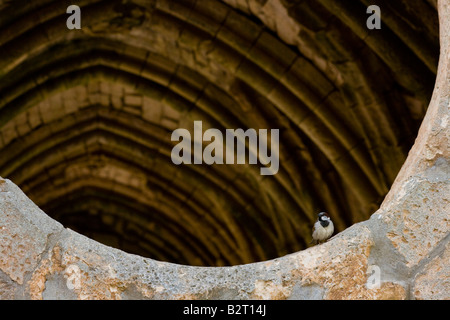 Finestra in un corridoio con soffitto a volta all'interno di Crak Des Chevaliers o Al Hosn Castello dei Crociati in Siria Foto Stock